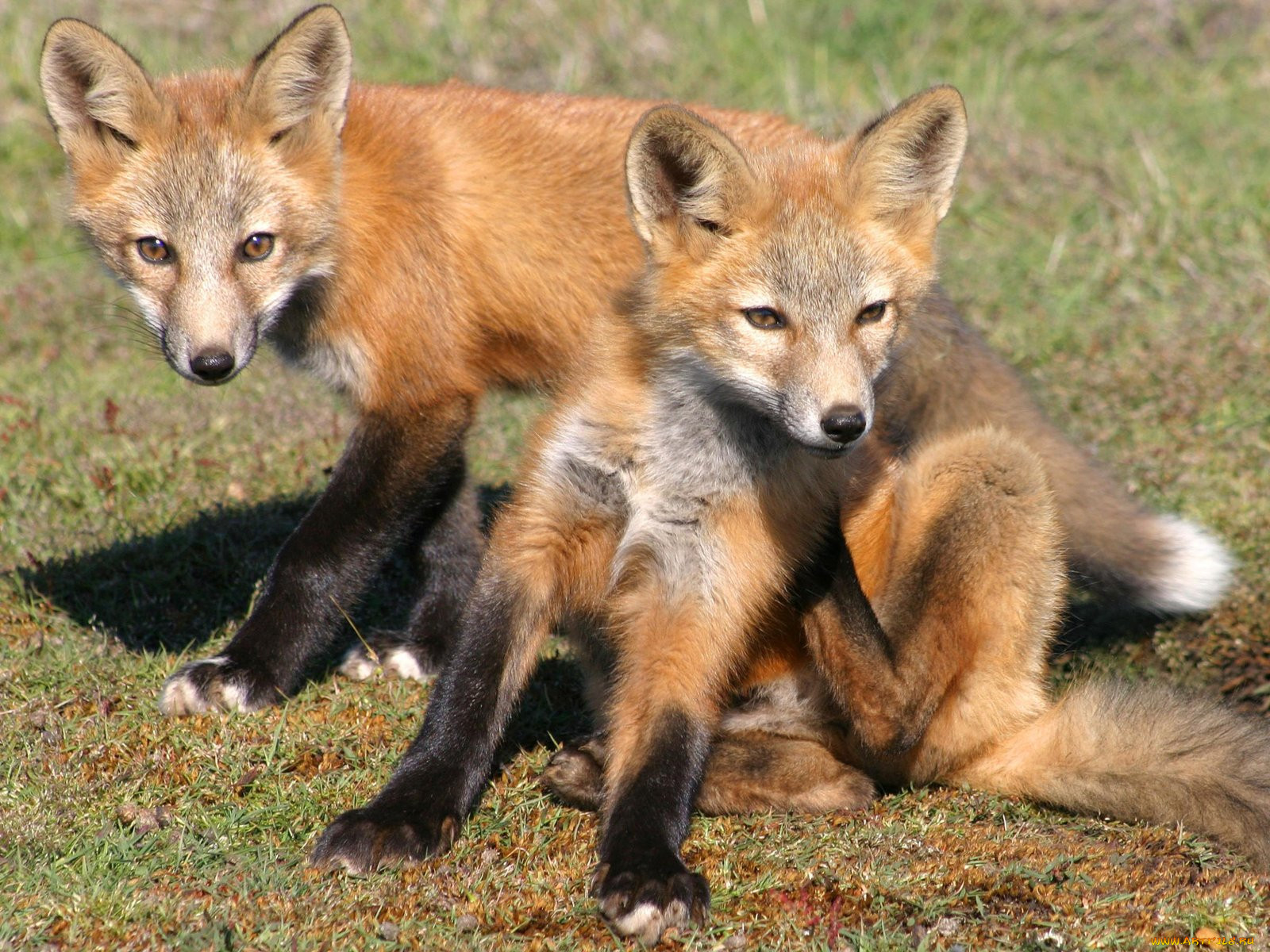 foxes, of, san, juan, island, 10, , 